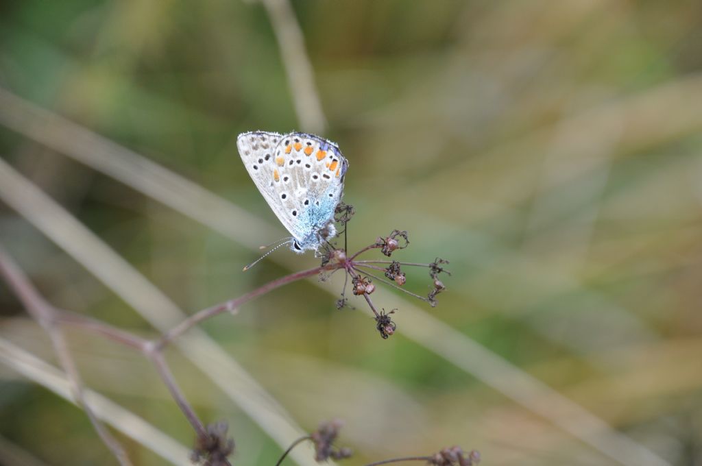 Plebejus argus?